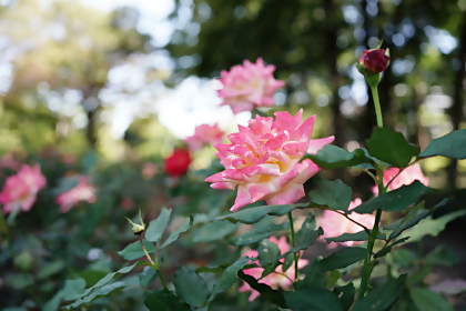 相模原北公園の秋のバラ2