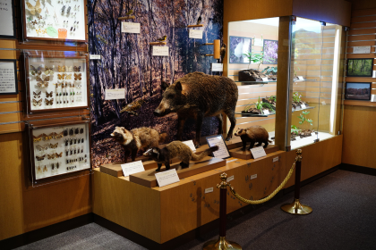 近郊に住む動物のはくせい展示