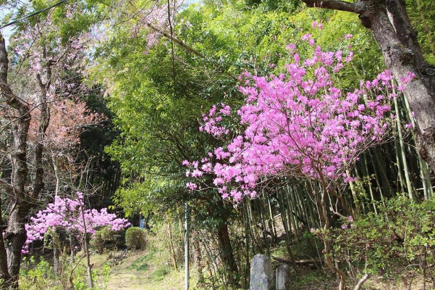 0414三国山鎌沢登山口周辺のミツバツツジ