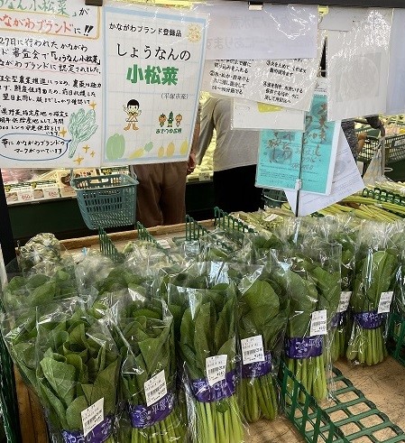 しょうなん小松菜(かながわブランド)