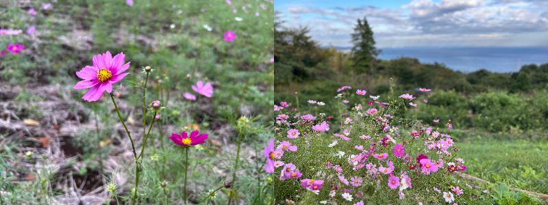 一夜城のコスモス