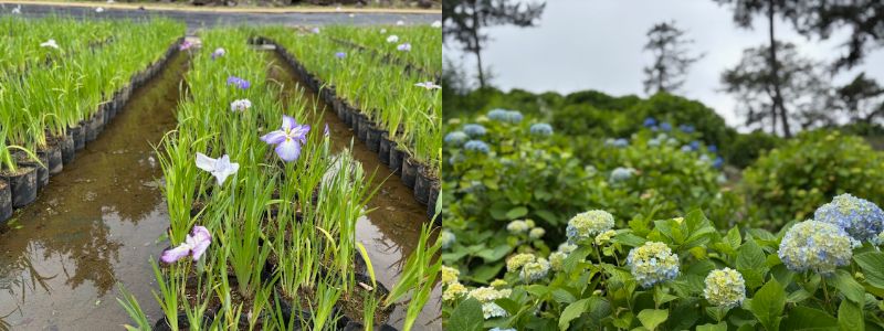 花菖蒲あじさい