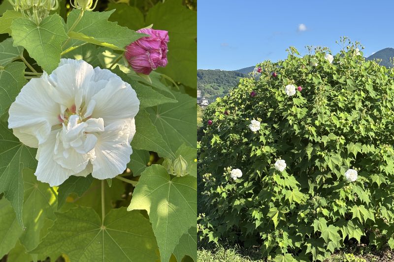 酔芙蓉農道