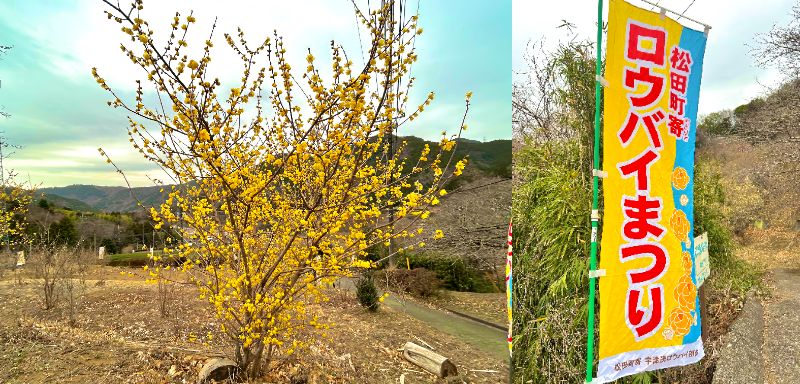 寄ロウバイまつり