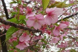 河津桜