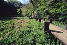 水源流域（町田市大地沢付近）