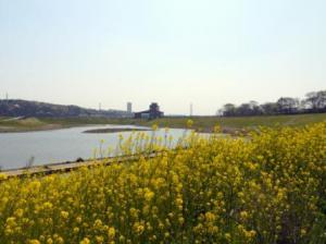 下飯田遊水地平常時全景