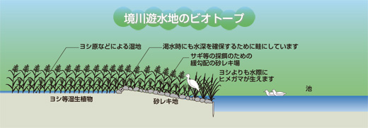 境川遊水地のビオトープ