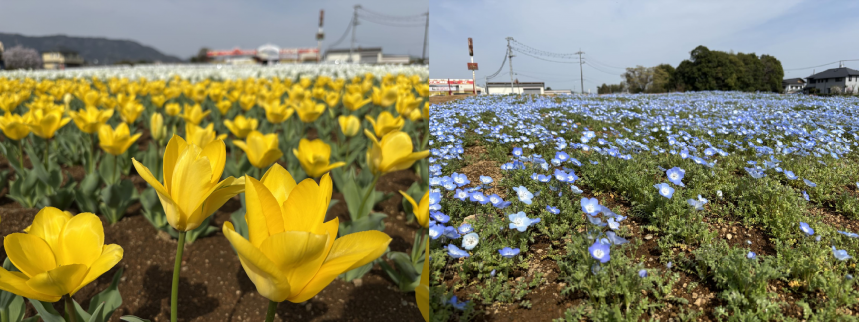 道の駅足柄・金太郎のふるさとのチューリップとネモフィラの写真