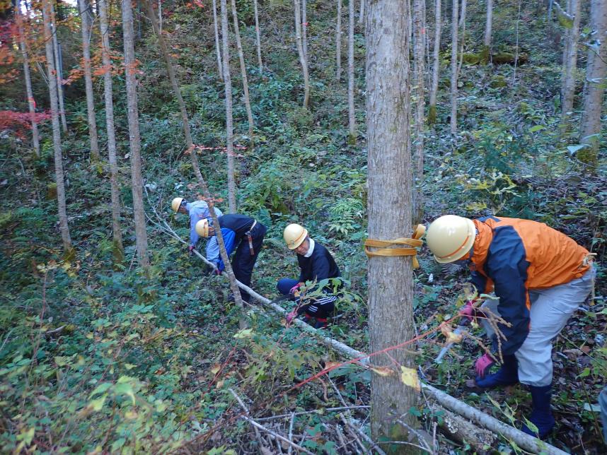 枝払い・玉切り