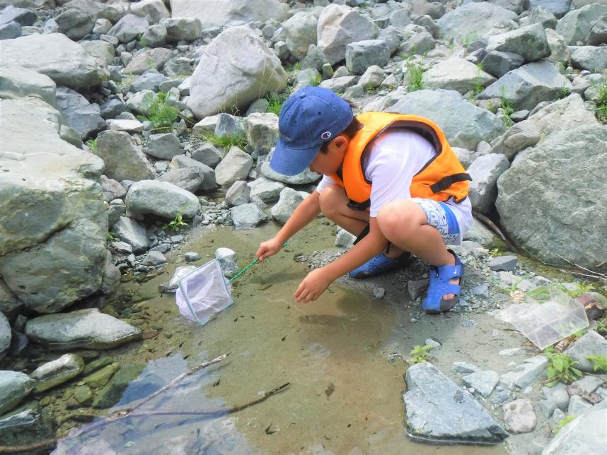 水生生物観察