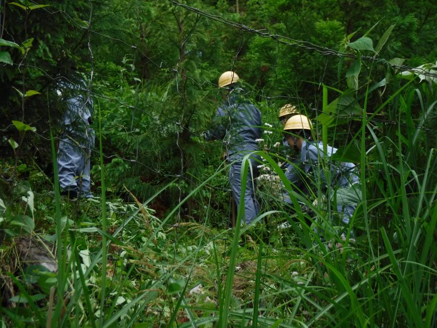 竹林整備