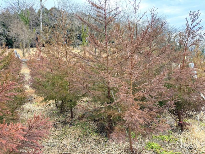 令和3年度植栽地の現在の様子