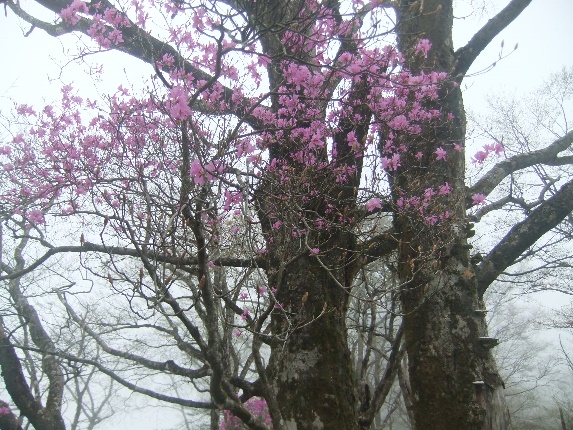 0426isezawanoatama