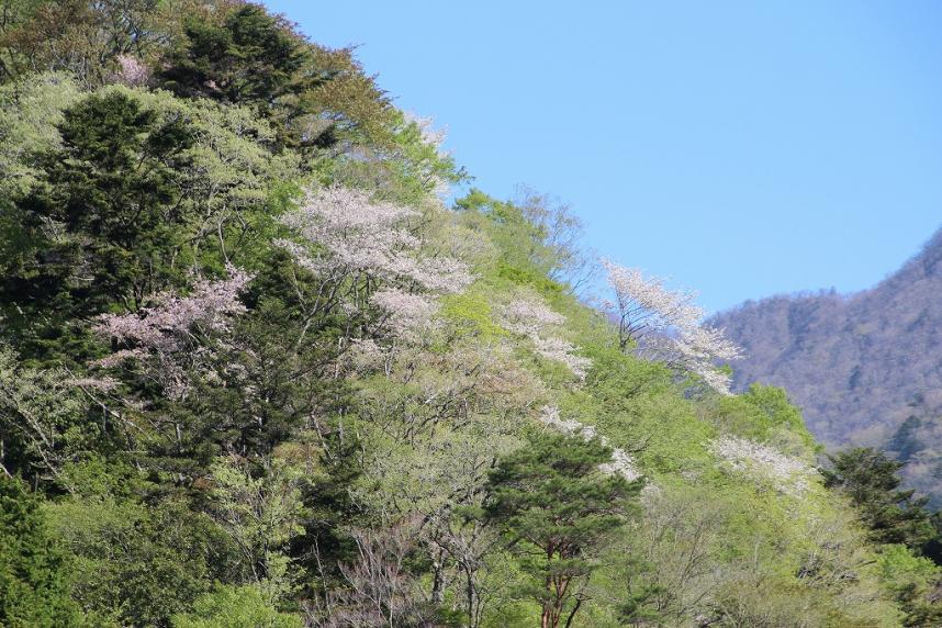 0427nishizawa