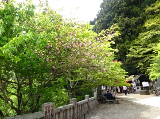 0501afurijinnjyashimosya