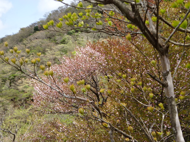0501yabitutogebunnki
