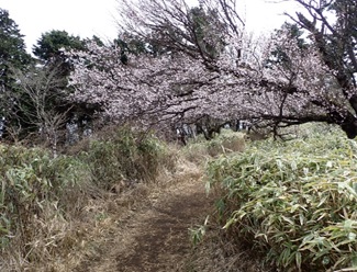 5月1日三ノ塔山頂から塔ノ岳マメザクラ