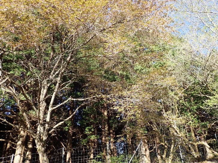 4月30日大倉尾根堀山の家周辺