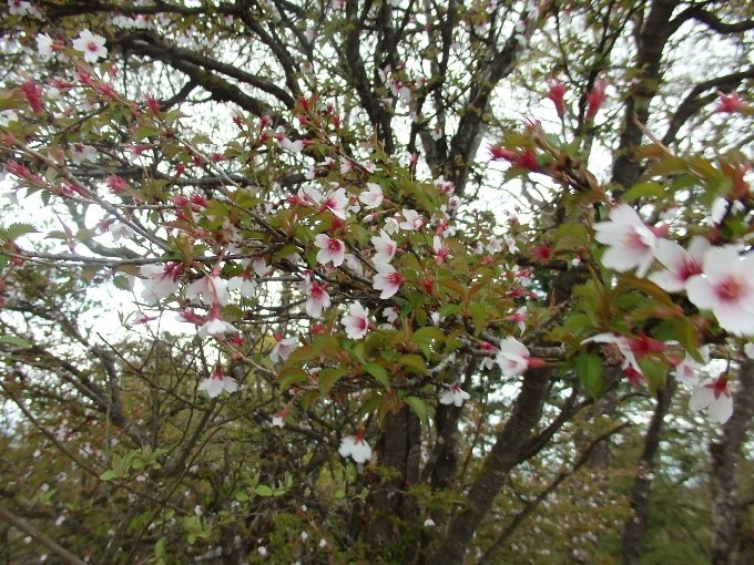 5月1日三ノ塔山頂周辺マメザクラ散り始め