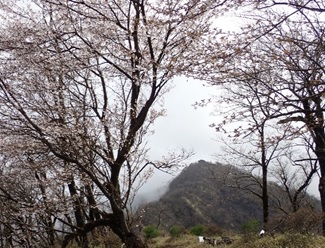 5月1日丹沢山山頂から塔ノ岳の間