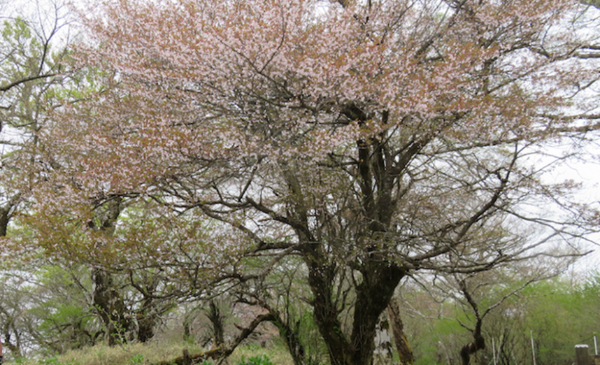 天王寺尾根標高約1550メートル