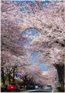 はだの桜道写真