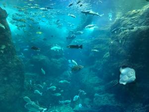 新江ノ島水族館大水槽