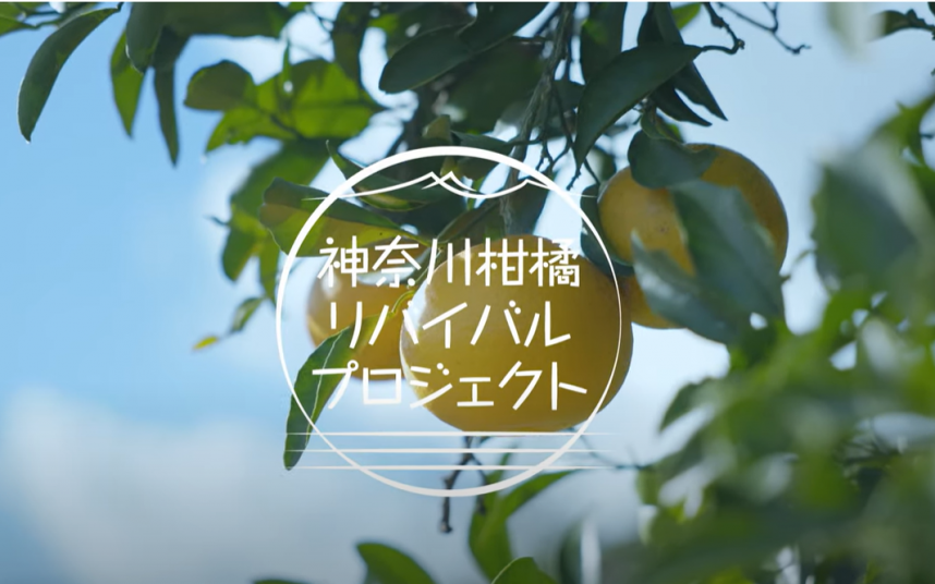あしがら地域の未来につながる柑橘アロマ事業