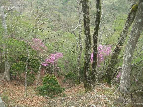0426tutu_ameyamatoge