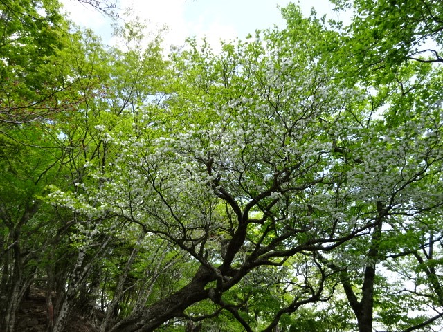 畦ヶ丸山頂周辺