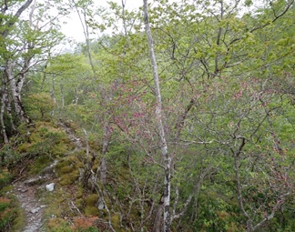 5月5日雨山峠トウゴクミツバツツジ