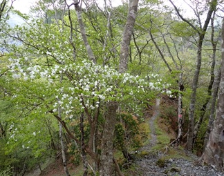 5月5日雨山峠シロヤシオ