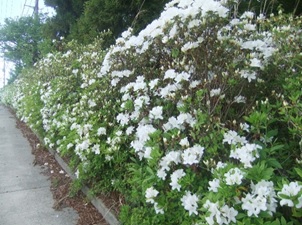 5月5日大野山山頂周辺