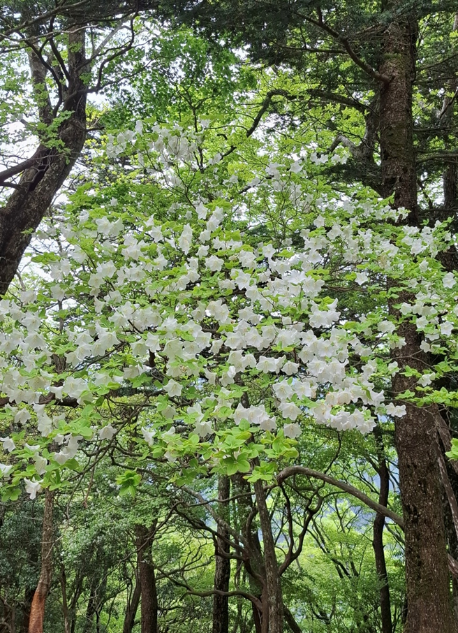 天王寺尾根山頂周辺