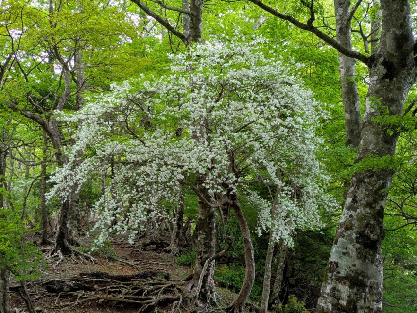 円山木ノ頭山頂周辺