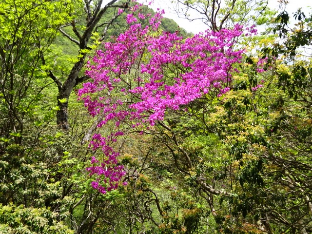 モロクボ沢ノ頭山頂周辺