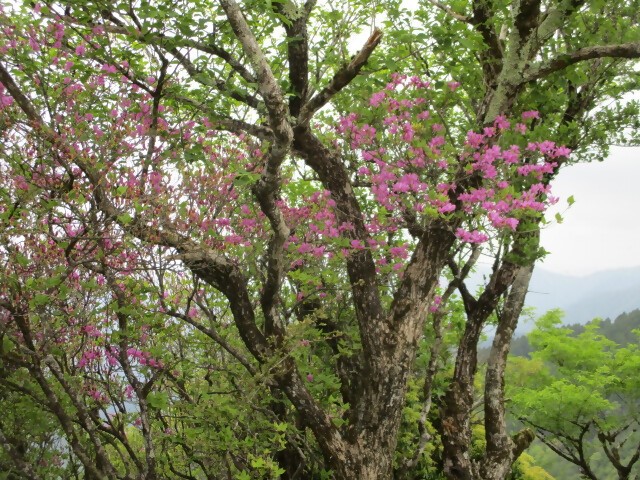 二ノ塔山頂周辺