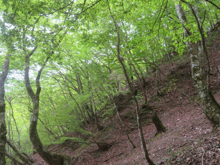 5月16日犬越路周辺