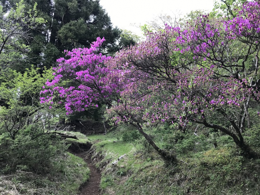 5月16日大山山頂
