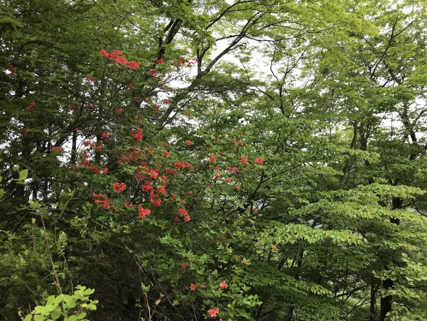 5月18日鍋割山後沢乗越