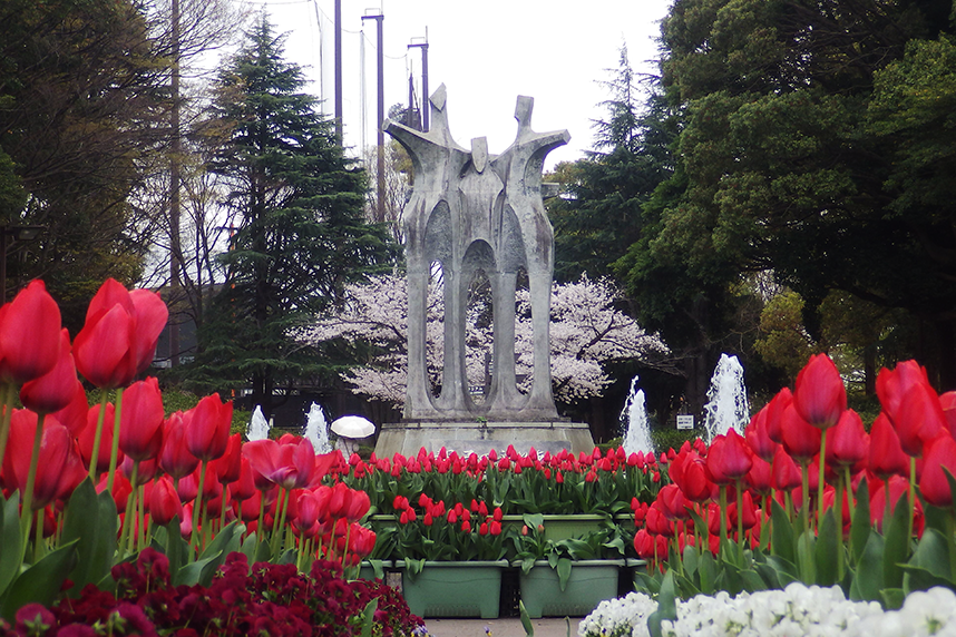 共同カイテックみらいパーク(引地台公園)の桜