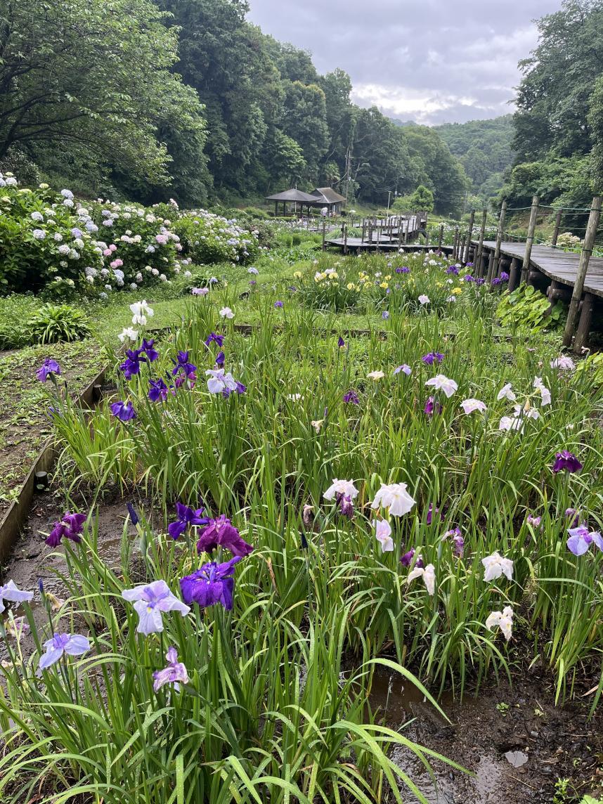 公園全体の写真