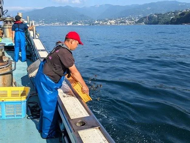 稚魚放流