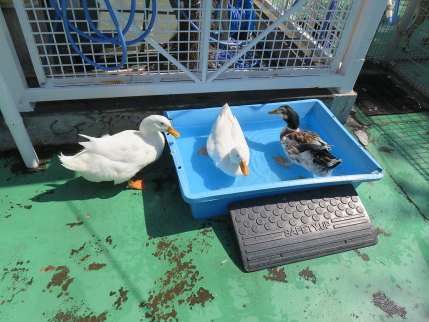 アヒルの水浴び