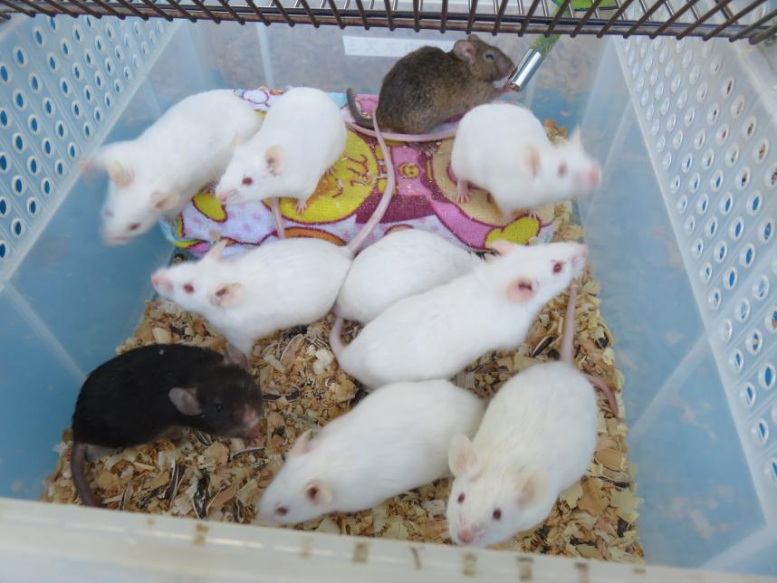 ハツカネズミ