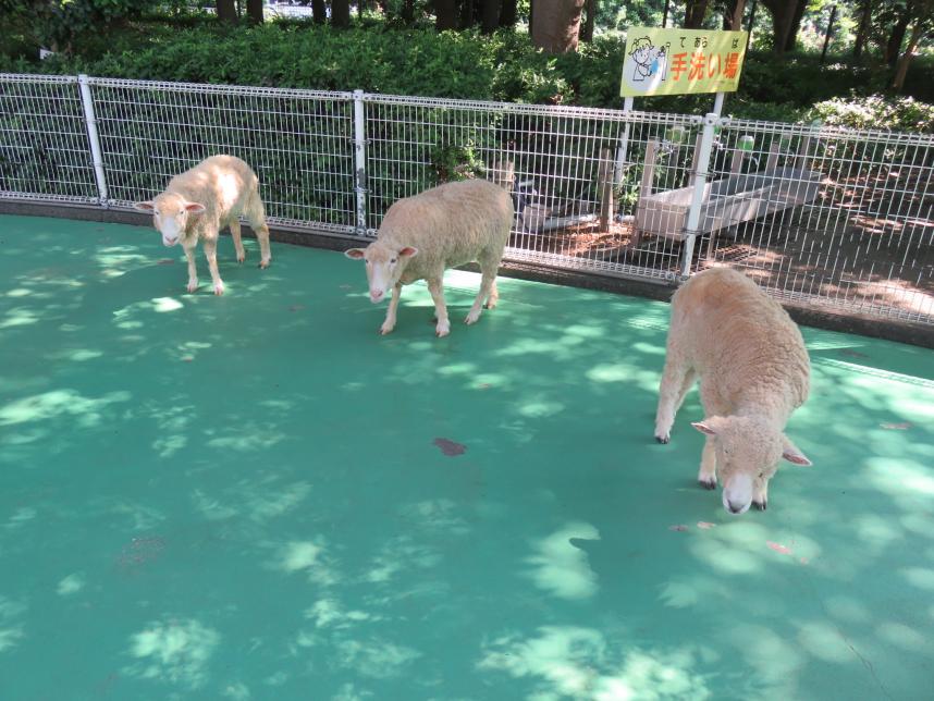 ヒツジ