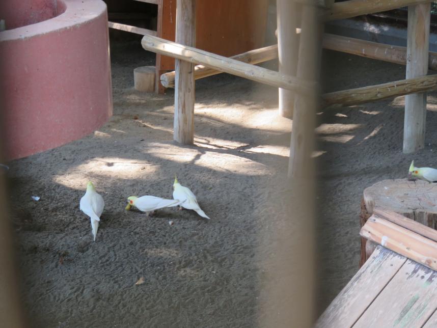 オカメインコ