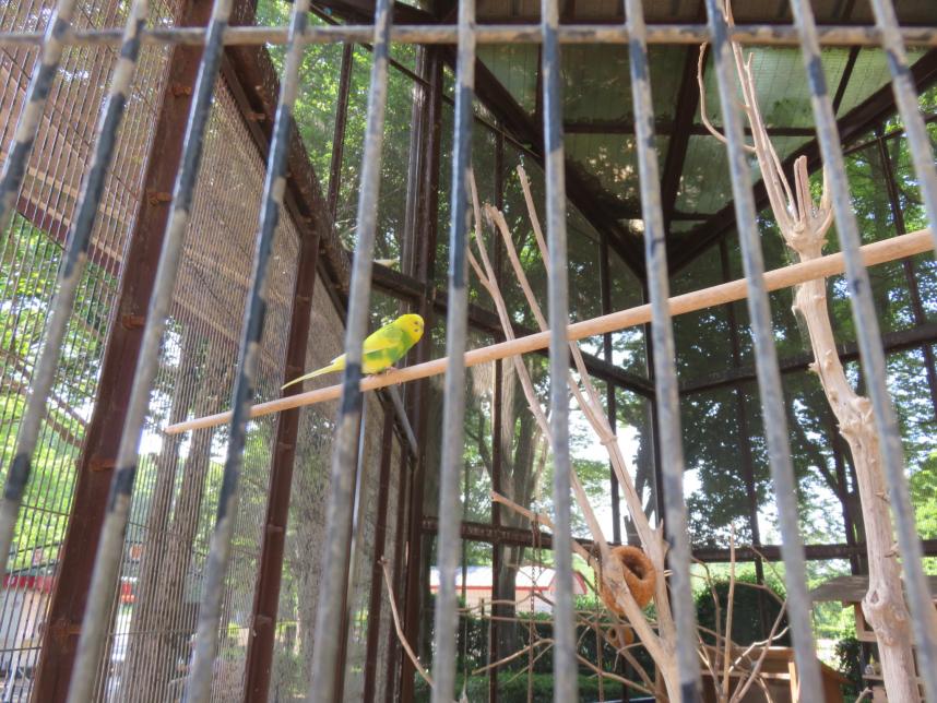 キイロインコ