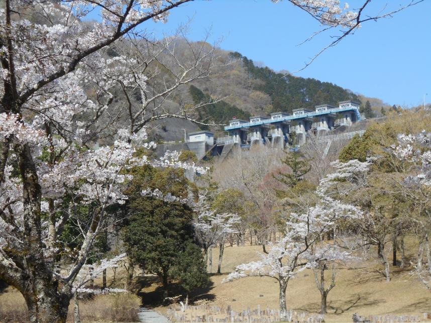damhirobasakura1